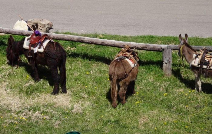 Muulad või eeslid? / Mules or donkeys?